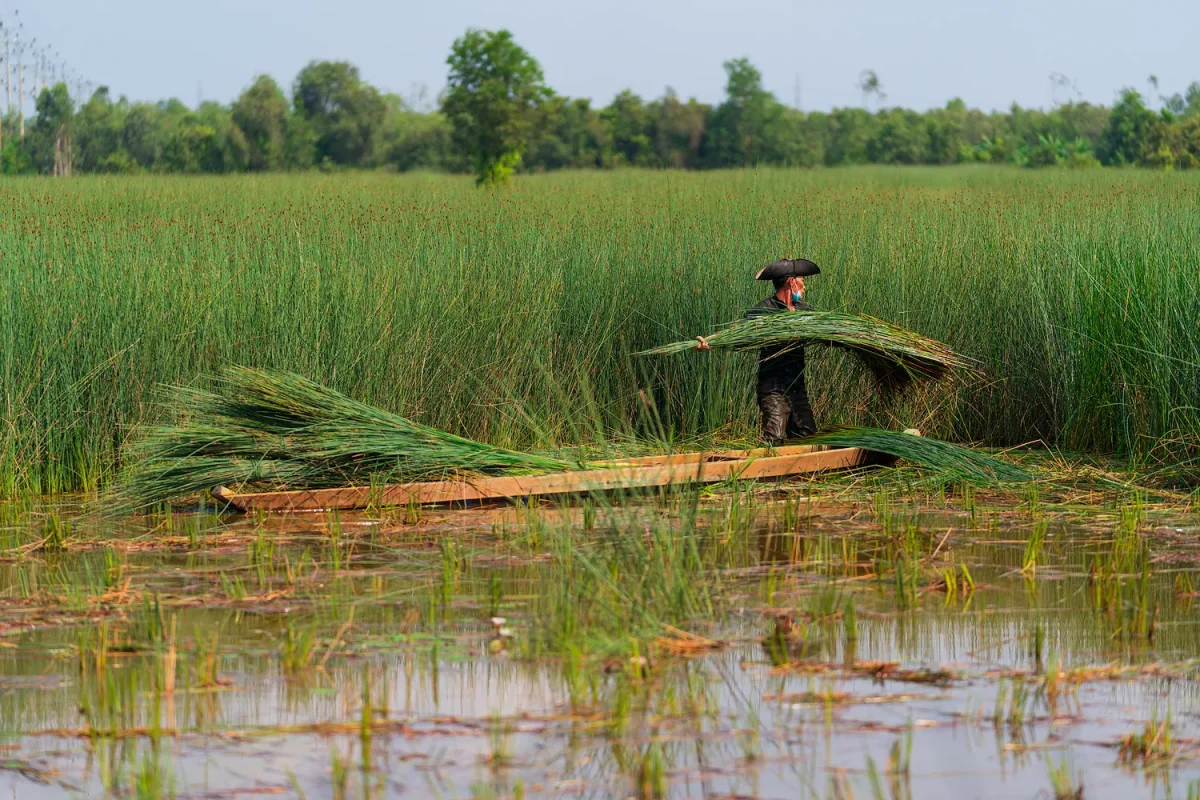 cỏ bàng