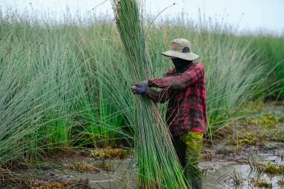 Ống Hút Cỏ Bàng GREENLIFE - Túi 300 ống - Size 20cm 4 cỏ bàng, cây cỏ bàng