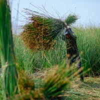 cỏ bàng