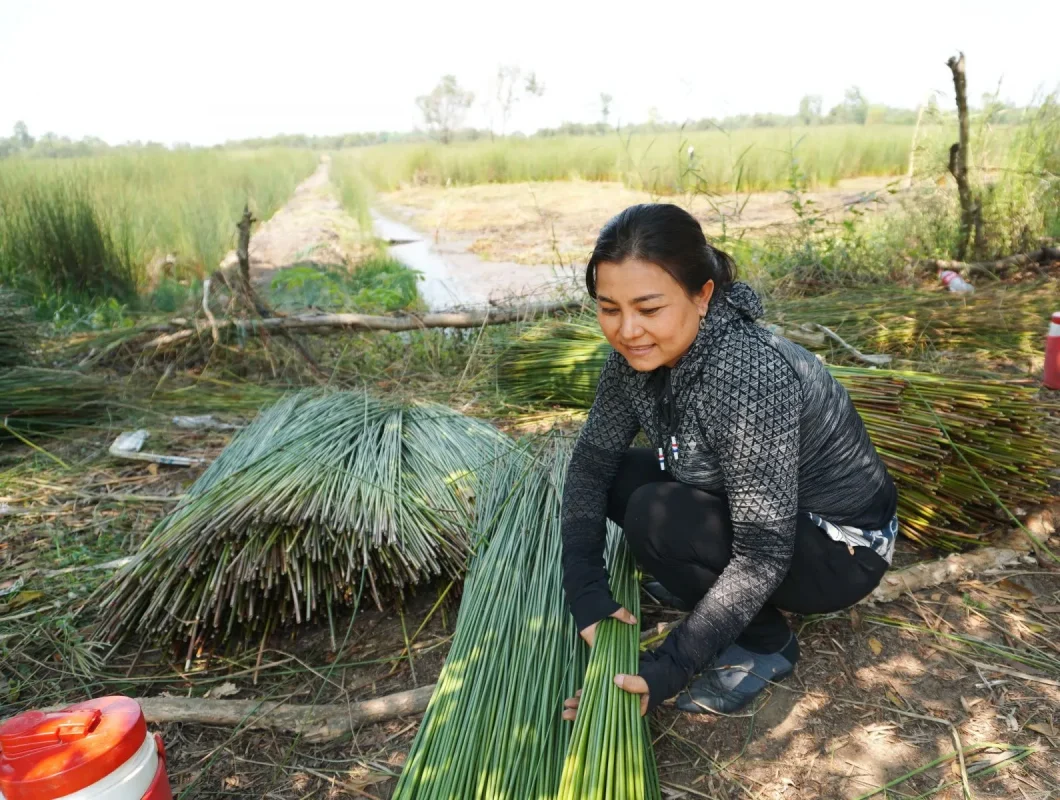 cỏ bàng