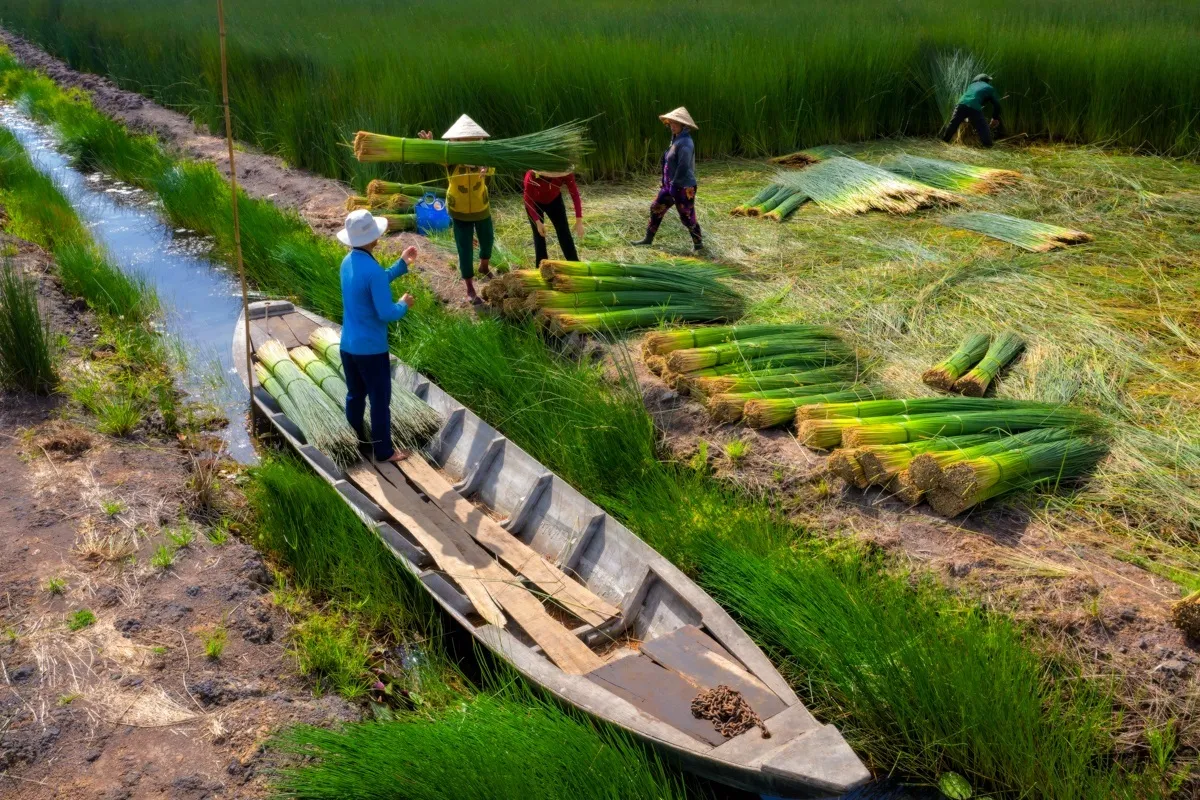ống hút cỏ bàng