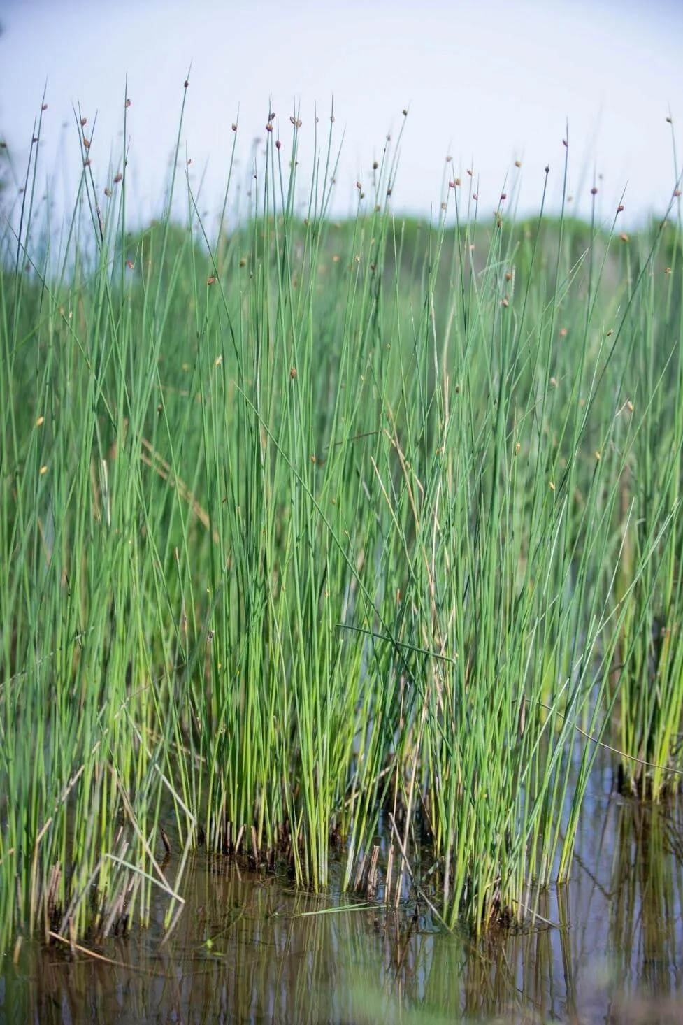 Blog #0510: Cây cỏ bàng và các sản phẩm làm từ cỏ bàng phổ biến 2 cỏ bàng