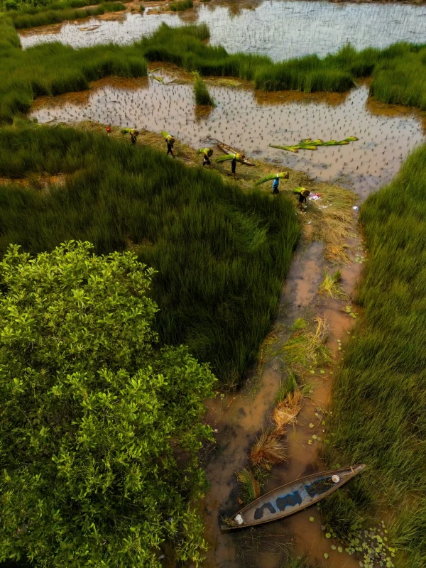 cỏ bàng