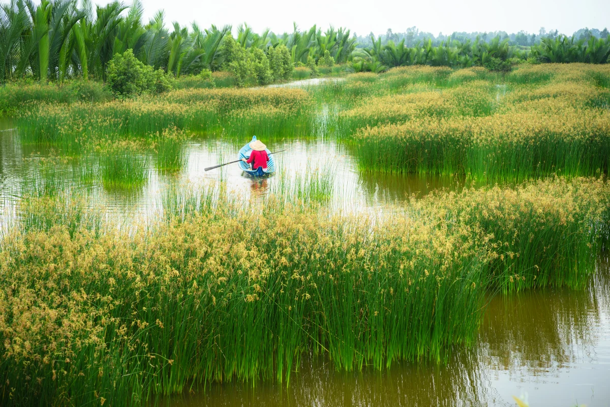 cỏ bàng