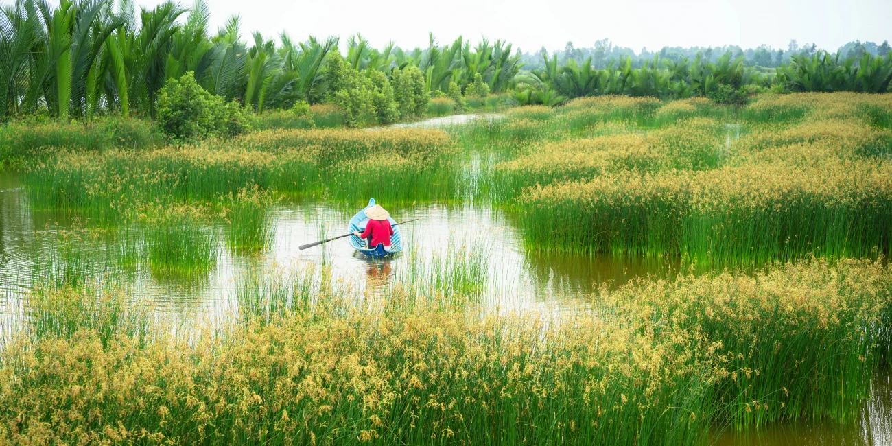 ống hút cỏ bàng, cỏ bàng, cây cỏ bàng