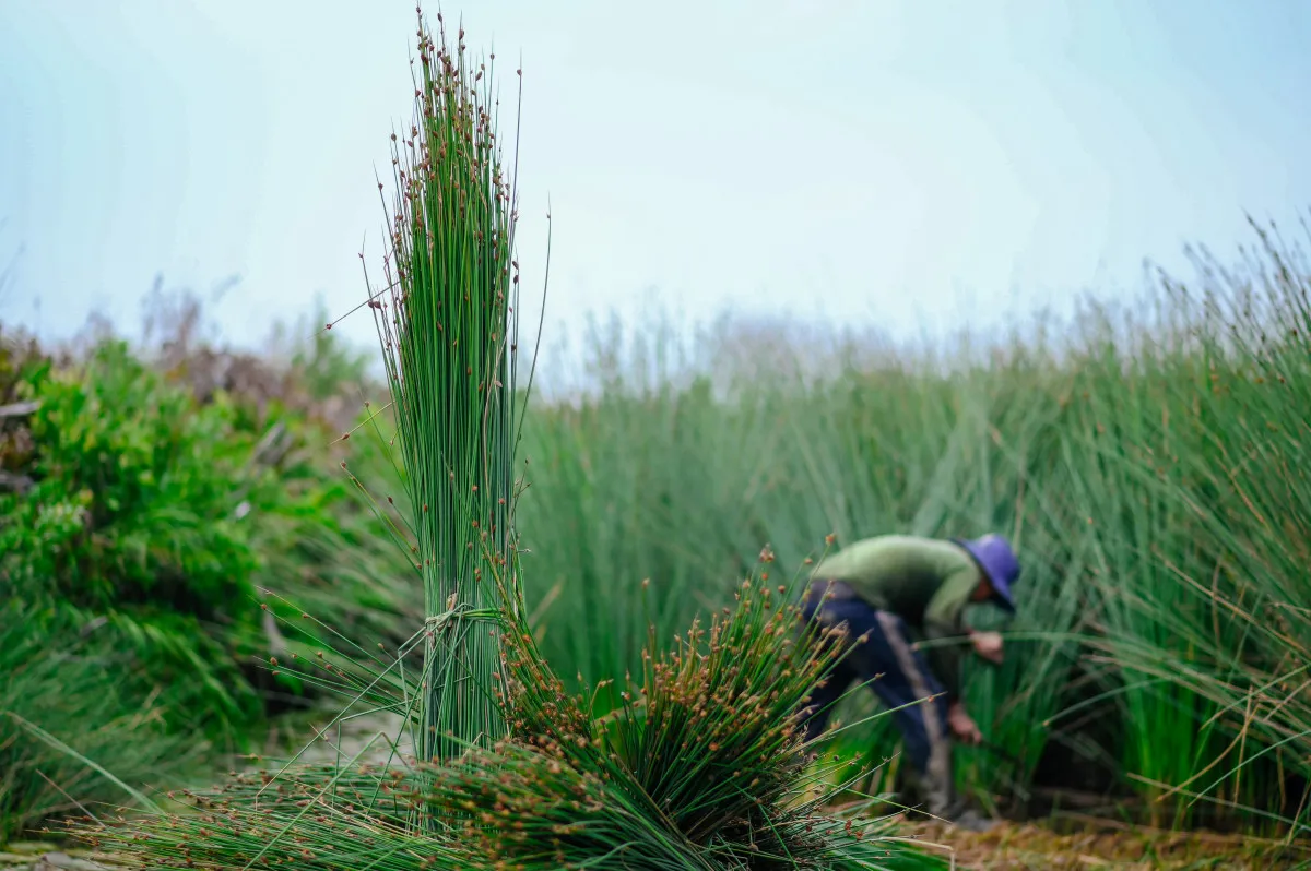 Buy Grass Straws in Vietnam | 100% Natural & Biodegradable 2 buy grass straws
