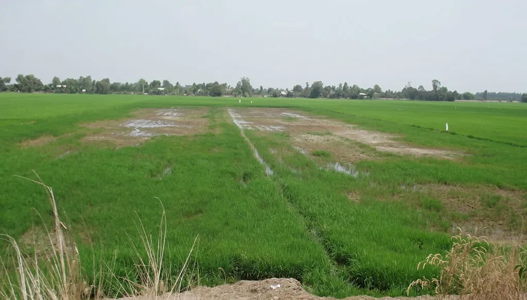 Bạn có biết #1610: Trồng cỏ bàng có thể mang lại hiệu quả kinh tế hơn trồng lúa? 10 lúa nhiễm phèn