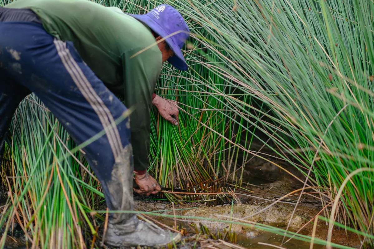 Bạn có biết #1610: Trồng cỏ bàng có thể mang lại hiệu quả kinh tế hơn trồng lúa? 9 trồng cỏ bàng
