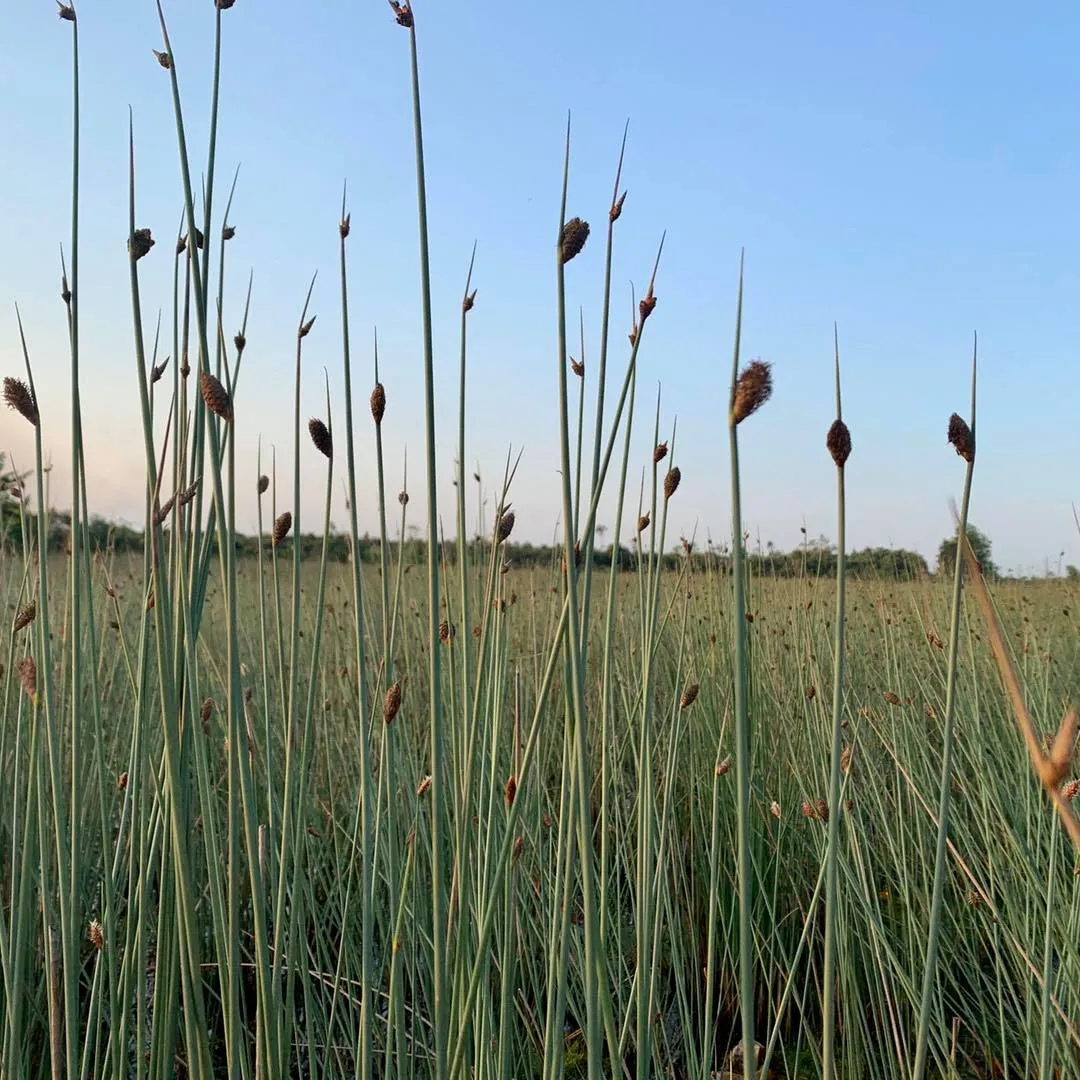 Bạn có biết #1610: Trồng cỏ bàng có thể mang lại hiệu quả kinh tế hơn trồng lúa? 8 cỏ bàng