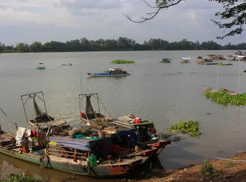 Bạn có biết #1610: Trồng cỏ bàng có thể mang lại hiệu quả kinh tế hơn trồng lúa? 3 dong bang song cuu long thieu nuoc phu sa 1 11zon