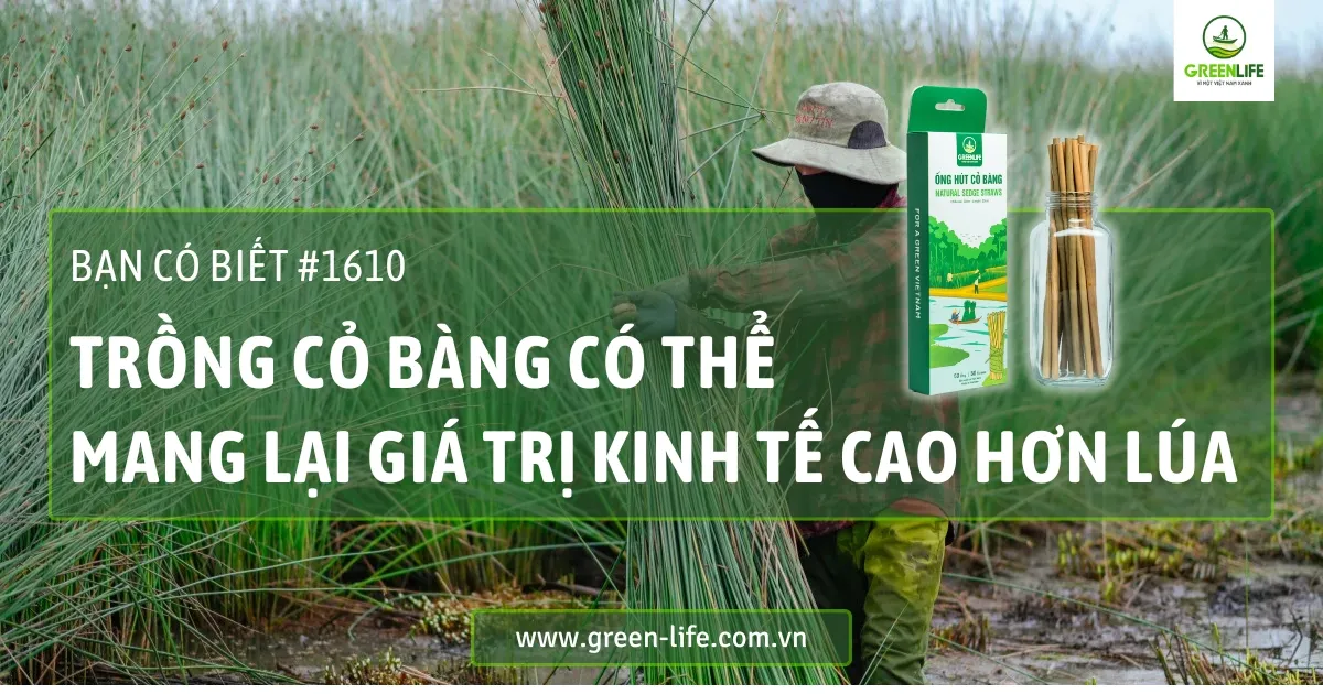 cỏ bàng, ống hút cỏ bàng