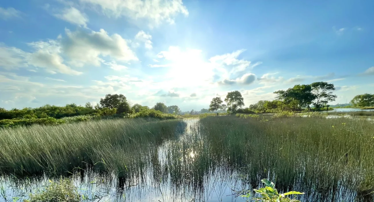 Vietnam Biodegradable Straws: Exporting Sustainability to the Global Market 3 biodegradable straws