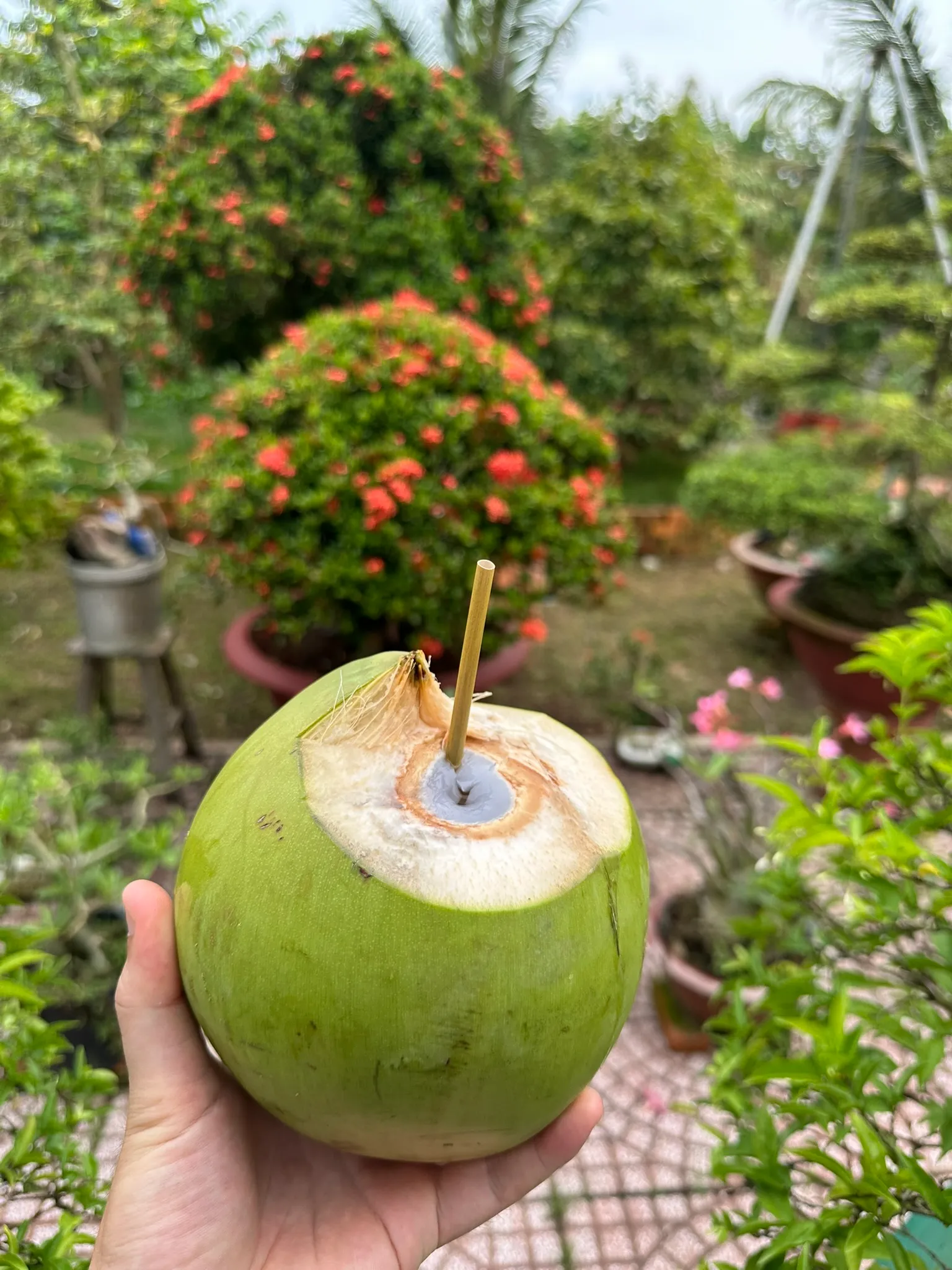 ống hút cỏ, ống hút cỏ bàng