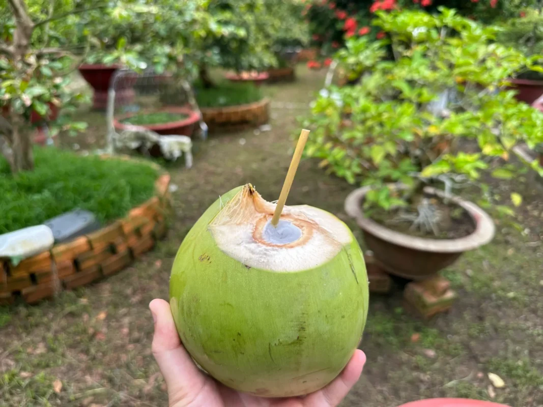 ống hút cỏ, ống hút cỏ bàng