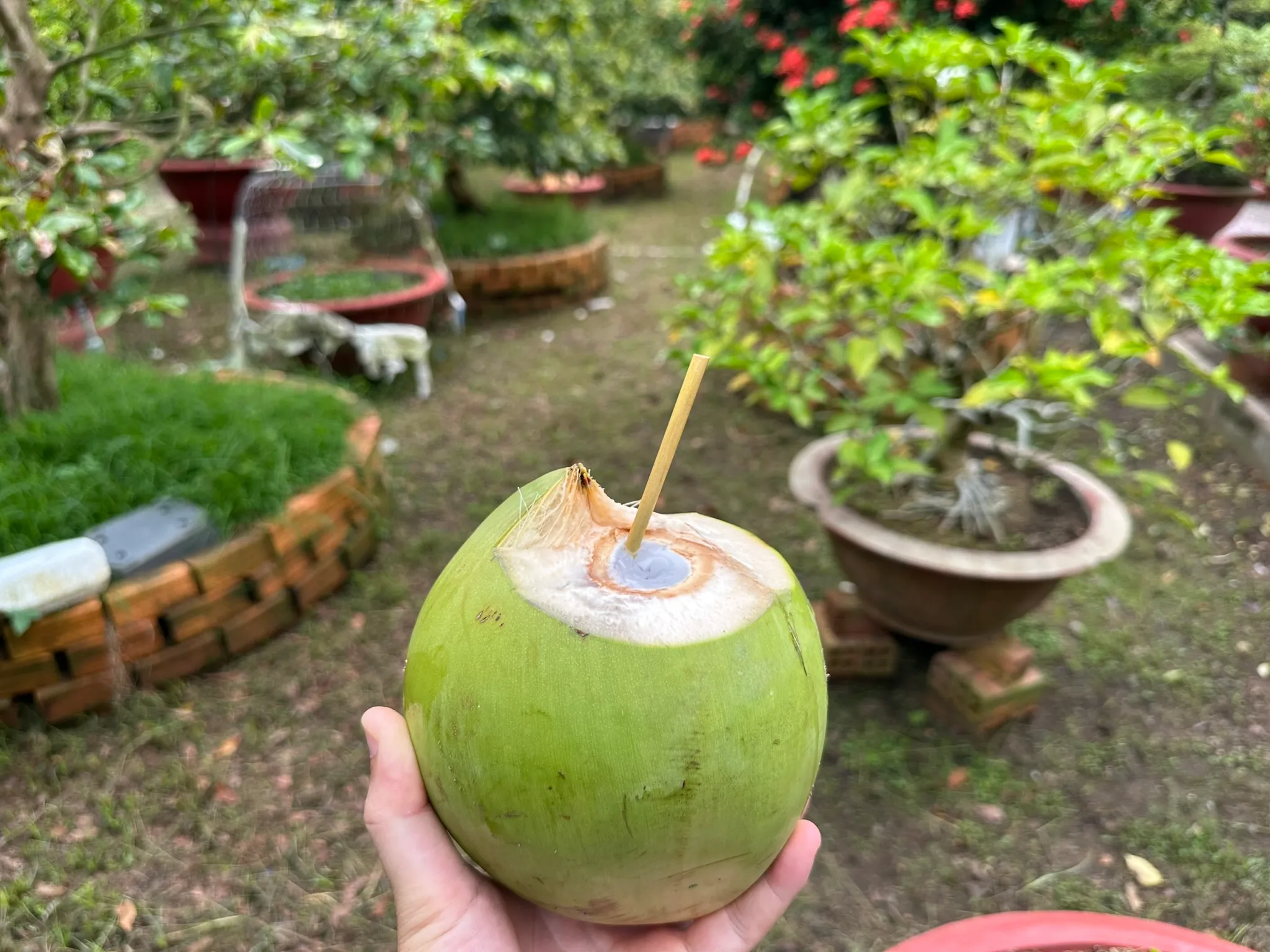 ống hút cỏ, ống hút cỏ bàng