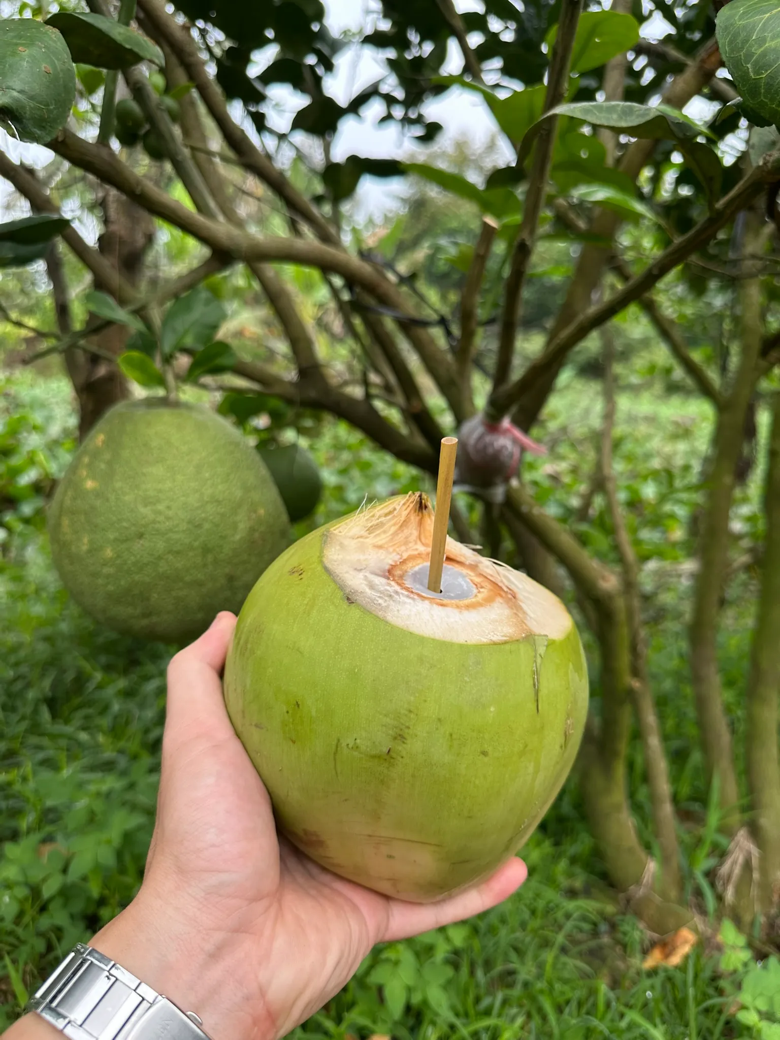 ống hút cỏ, ống hút cỏ bàng