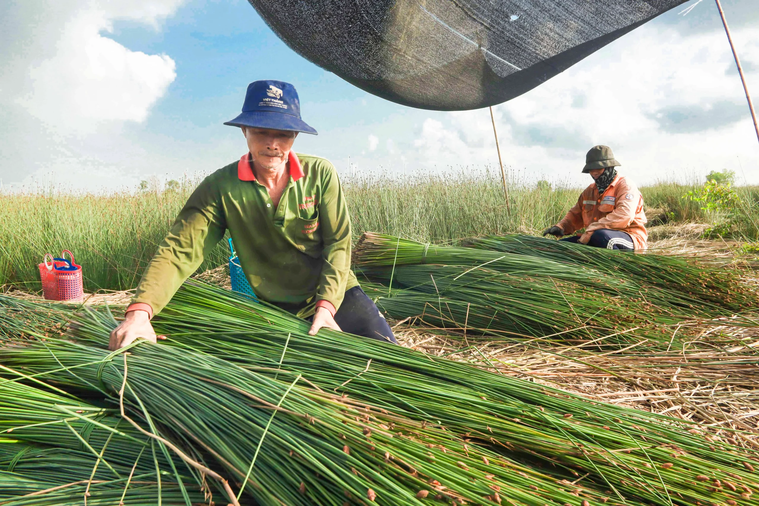 Sản phẩm xanh là gì? 5 đặc điểm và 2 lợi ích của sản phẩm xanh 3 sản phẩm xanh, ống hút cỏ